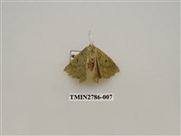 藏品(尺蛾359)的圖片